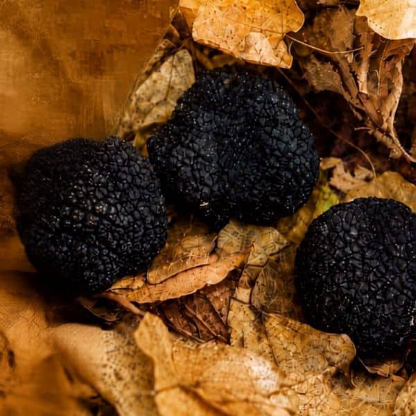 Fresh-Truffle